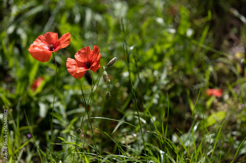 Isolated flower on black backround