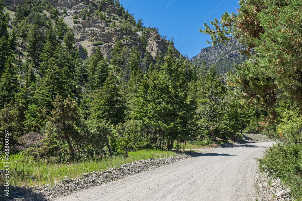 Gravel road leads into a pine forest in the western Rocky Mountains of the United States.