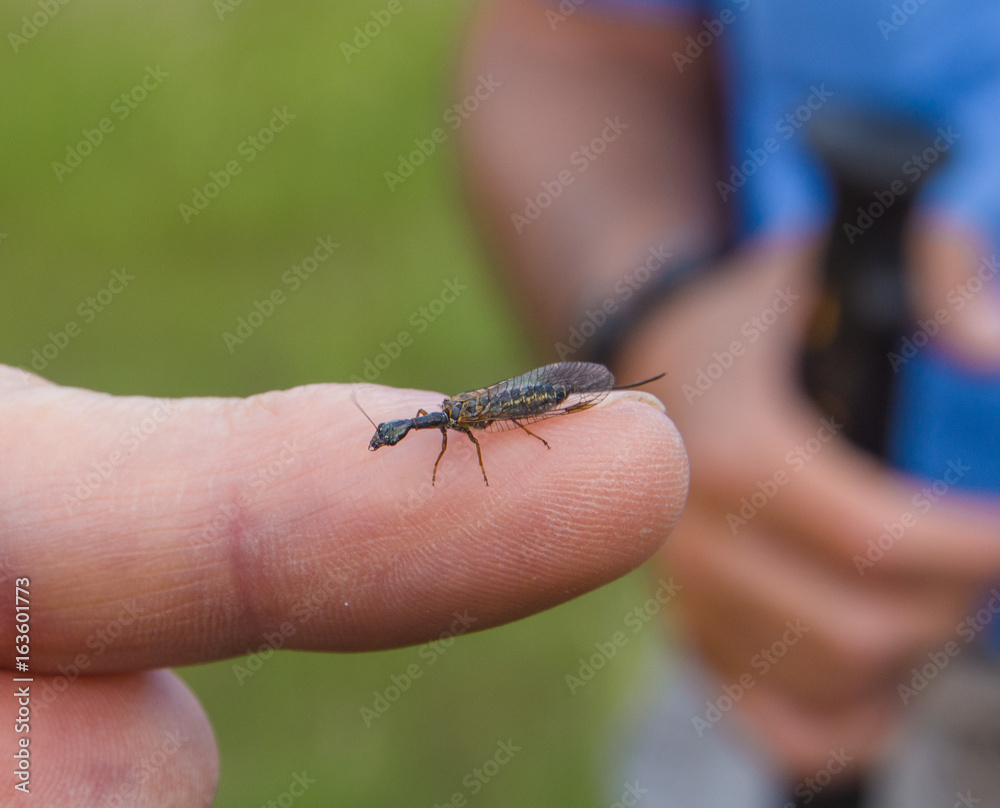 Bugs on fingers
