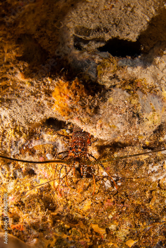 Spotted lobsters in the caribbean live in small holes inside protected areas of the reef like cave structures or overhangs. These creatures are very shy and typically hide away for most of the day