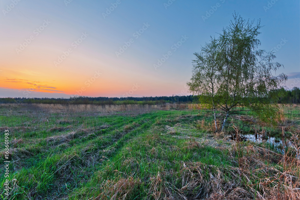 Obraz premium sunset field