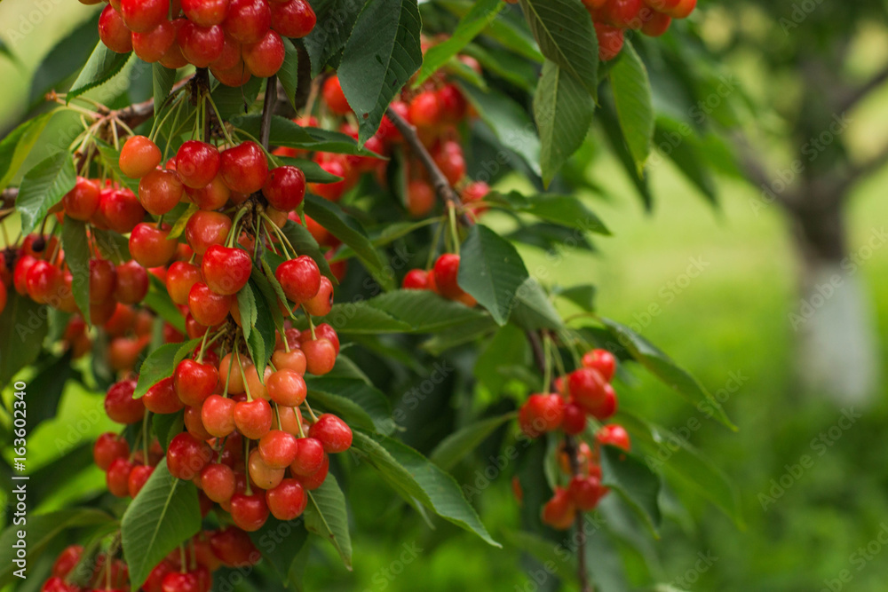 cherry branch