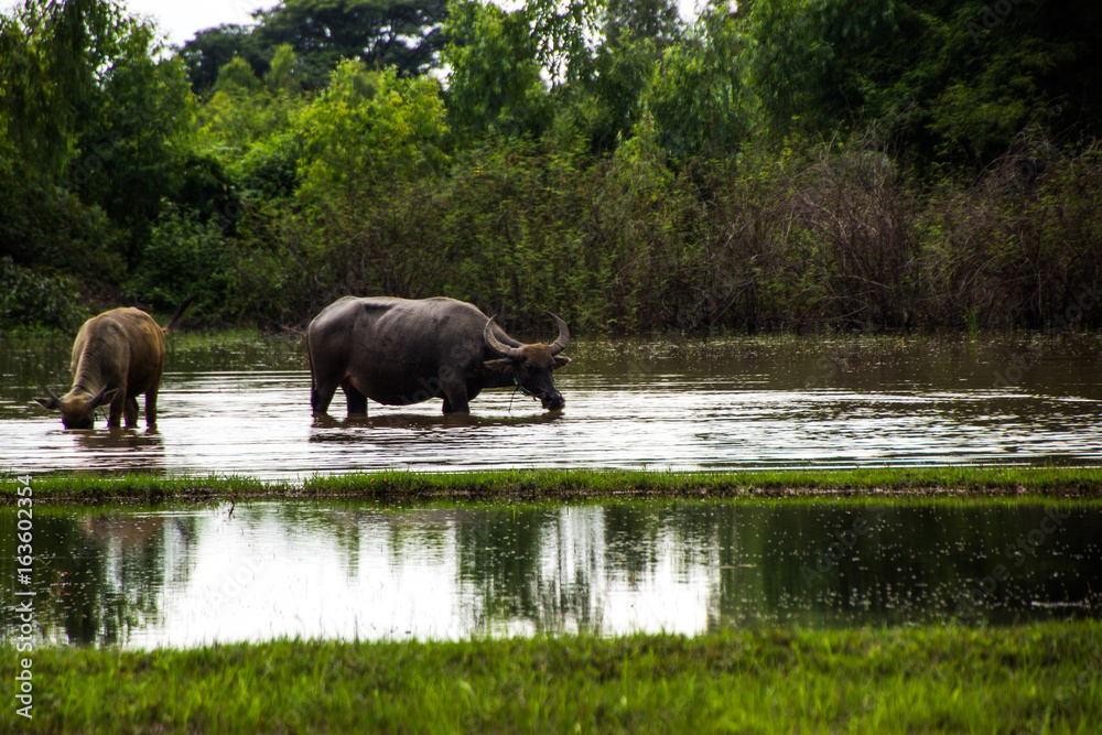 The buffalo is eating grass in flooded fields, watering grasshoppers.