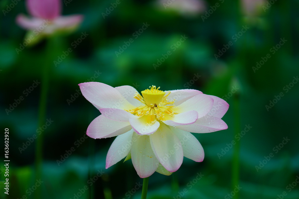 연꽃 (View of a blooming lotus flower over leaves) 연꽃 (View of a blooming lotus flower over leaves)