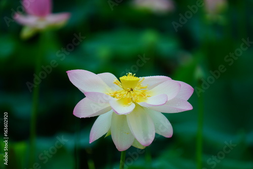         View of a blooming lotus flower over leaves 