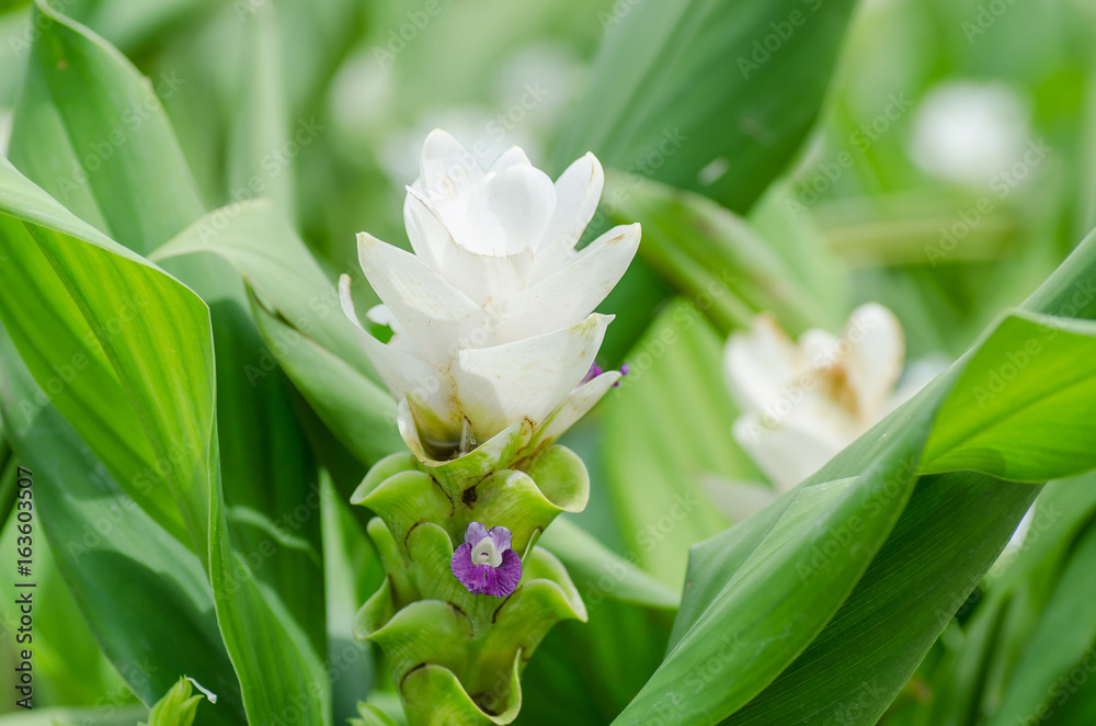 White curcuma flower (Curcuma alismatifolia),Popular Thai flower in rainy  season Stock Photo | Adobe Stock