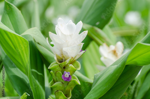 White curcuma flower (Curcuma alismatifolia),Popular Thai flower in rainy season