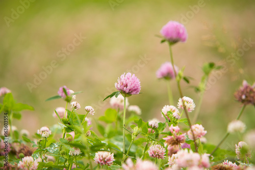 pink Flowering clover Trifolium pratense. selective focus macro shot with shallow DOF