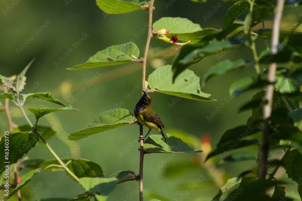 Olive-backed sunbird, Yellow-bellied sunbird Olive-backed sunbird, Yellow-bellied sunbird