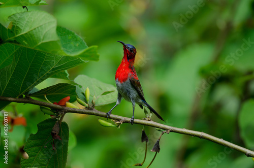 Crimson Sunbird perching on a branc