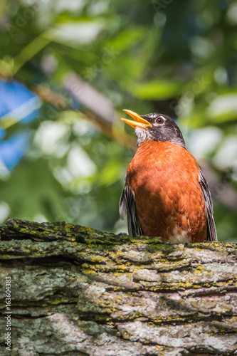 Singing American Robin – Turdus Migratorius