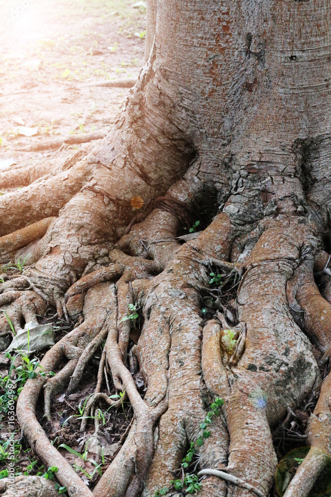 Obraz premium Close up of root of big tree.