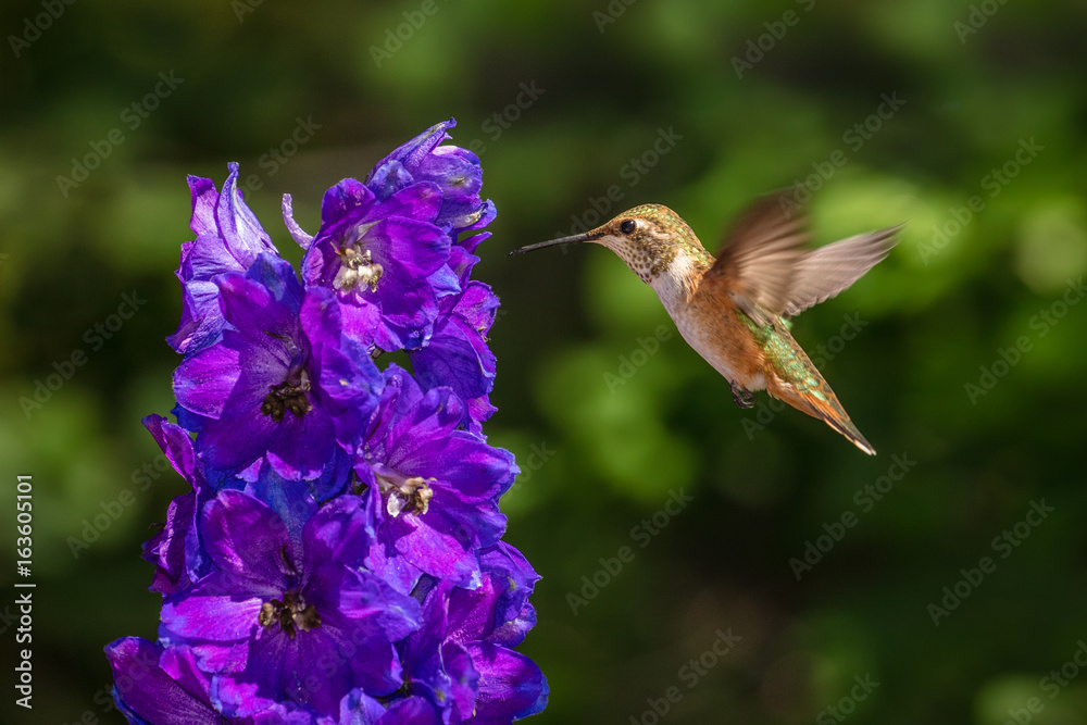 Fototapeta premium Female Rufous Hummingbird Hovering