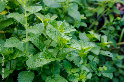 Shrub of fresh green lemon balm in garden