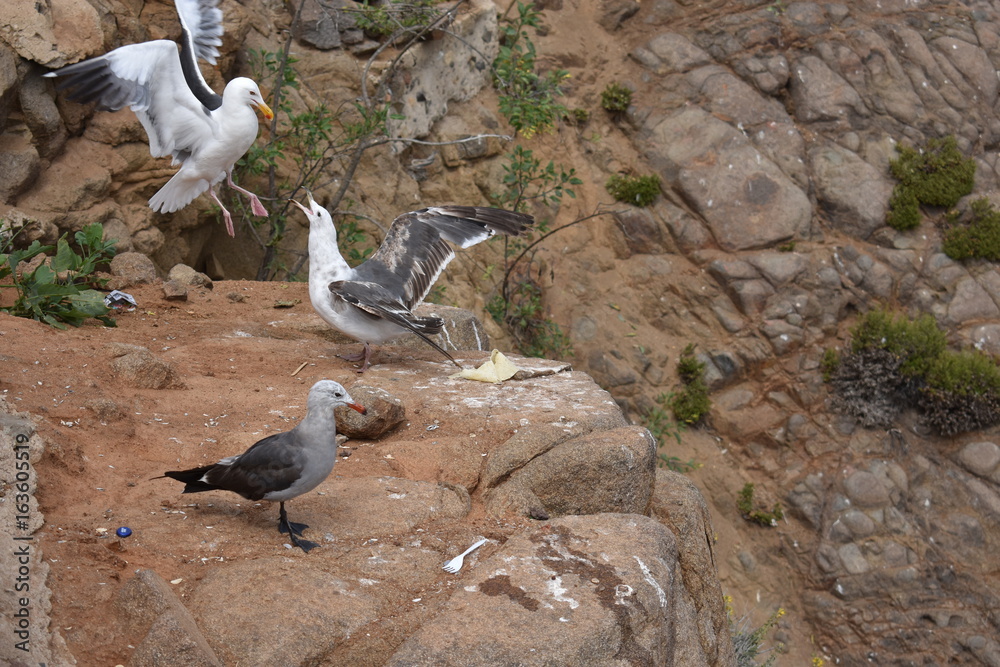 Fototapeta premium Birds living along humans