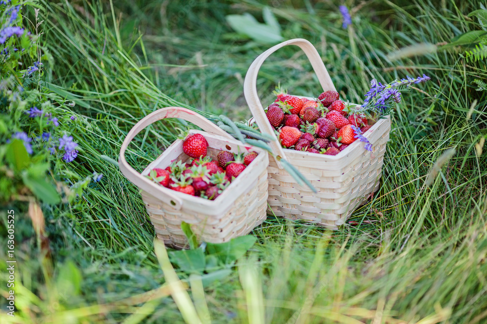 Two baskets full of strawberries. Pick your own farm. Selective focus. Two baskets full of strawberries. Pick your own farm. Selective focus.