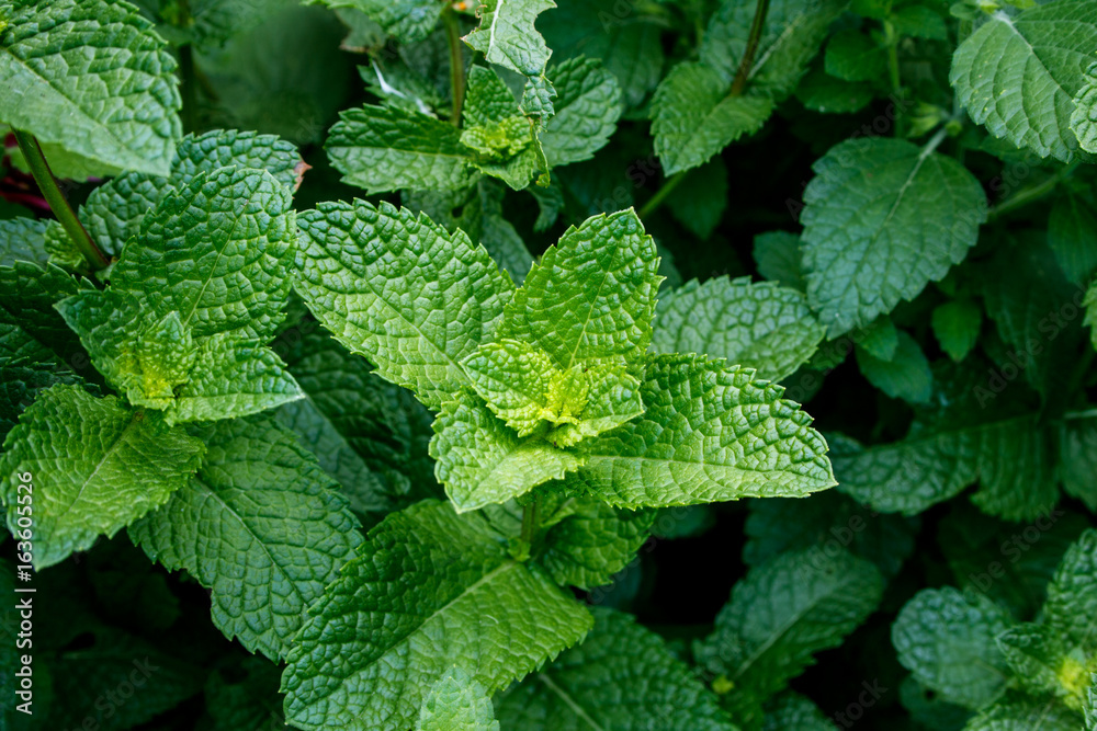 Shrub of fresh green mint in garden Shrub of fresh green mint in garden