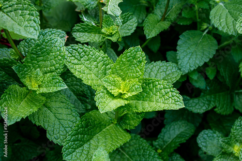 Shrub of fresh green mint in garden
