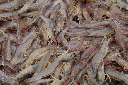 White shrimp lined