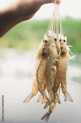Handle of mustache of many white shrimp raised to show color, fertility.