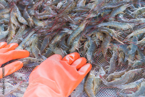 Employees wearing red gloves are sorting out white shrimp from the dirt. , Put on a grid with small holes to allow the water to sink.