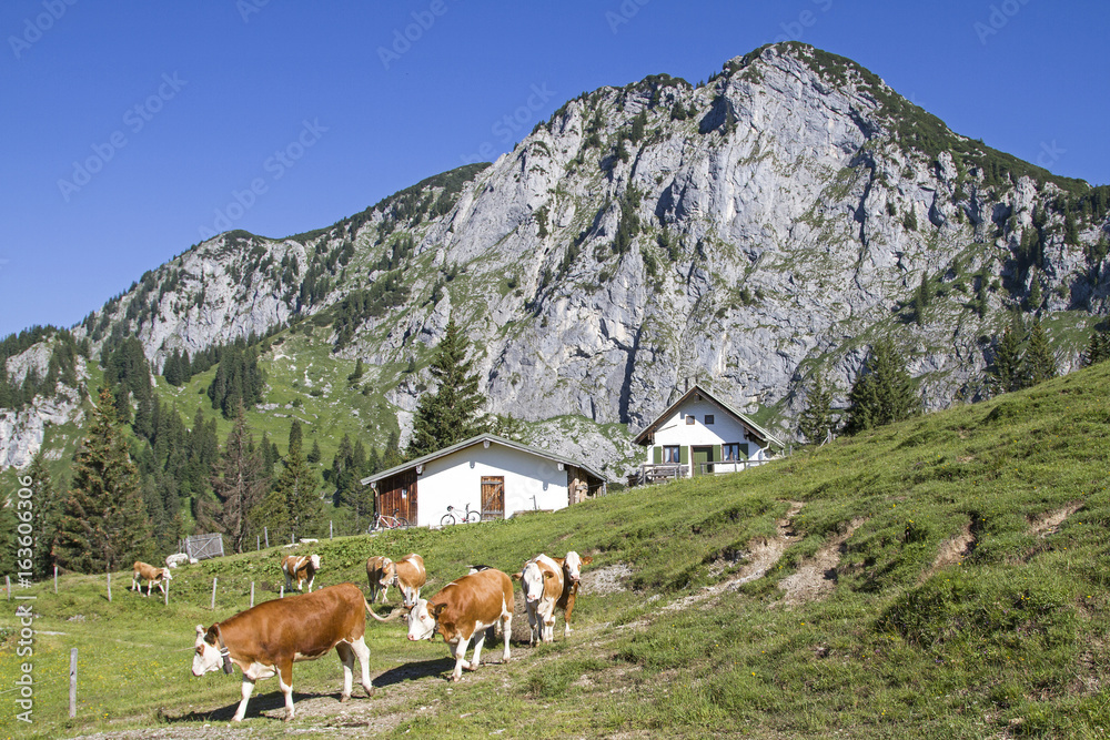 Sommer auf der Alm