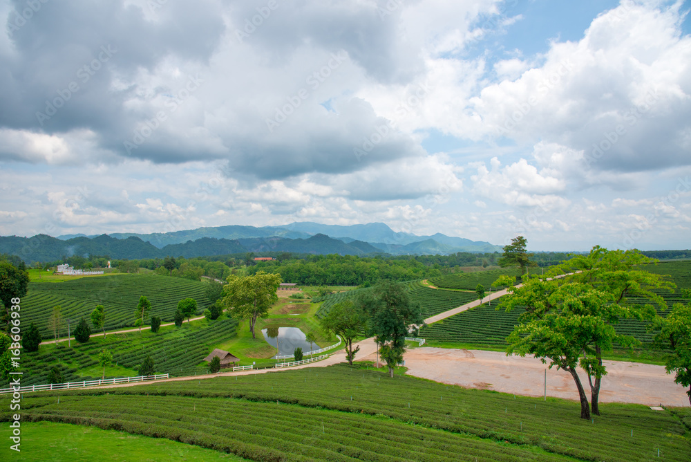Green tea plantations, Green tea field with sky and pool