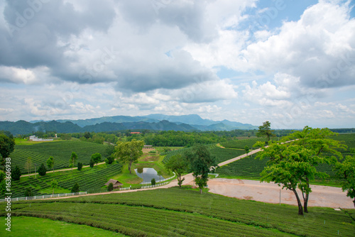 Green tea plantations  Green tea field with sky and pool