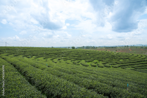Green tea plantations, Green tea field with sky and pool