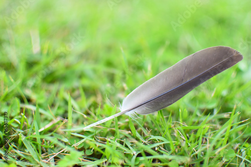 Feather close up on green grass