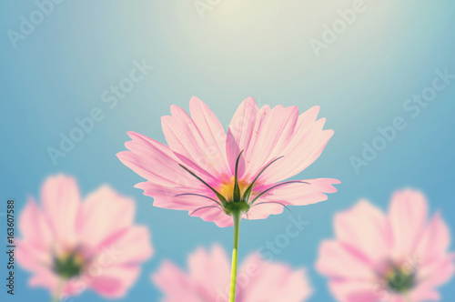 Pink cosmos flowers blooming in the garden  pastel color.