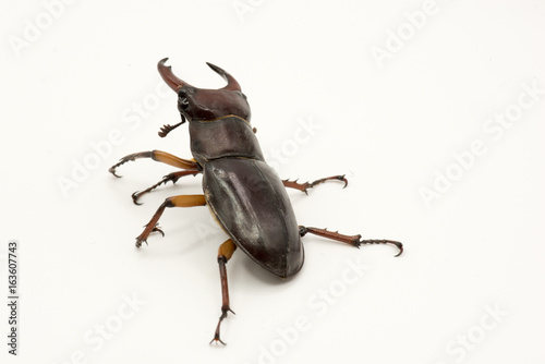 Brown Female Stag beetle Lucanus cervus female isolated on white background, back view