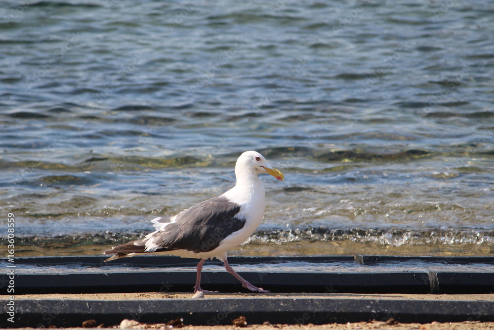 Fototapeta premium カモメ