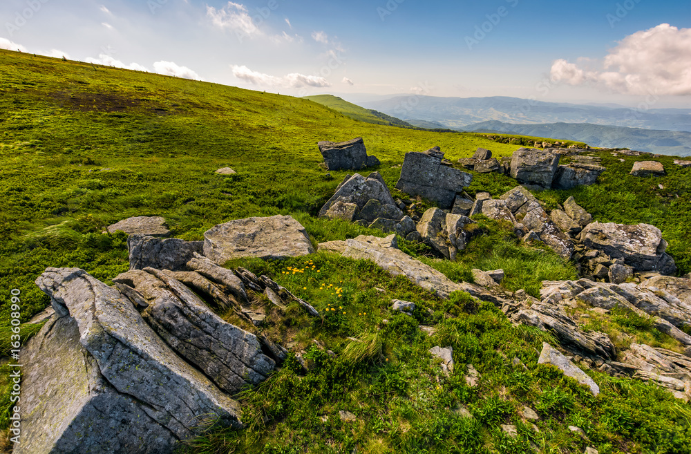 Dandelions among the rocks in Carpathian Alps