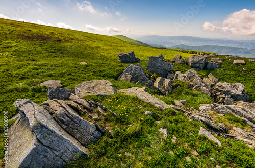 Dandelions among the rocks in Carpathian Alps