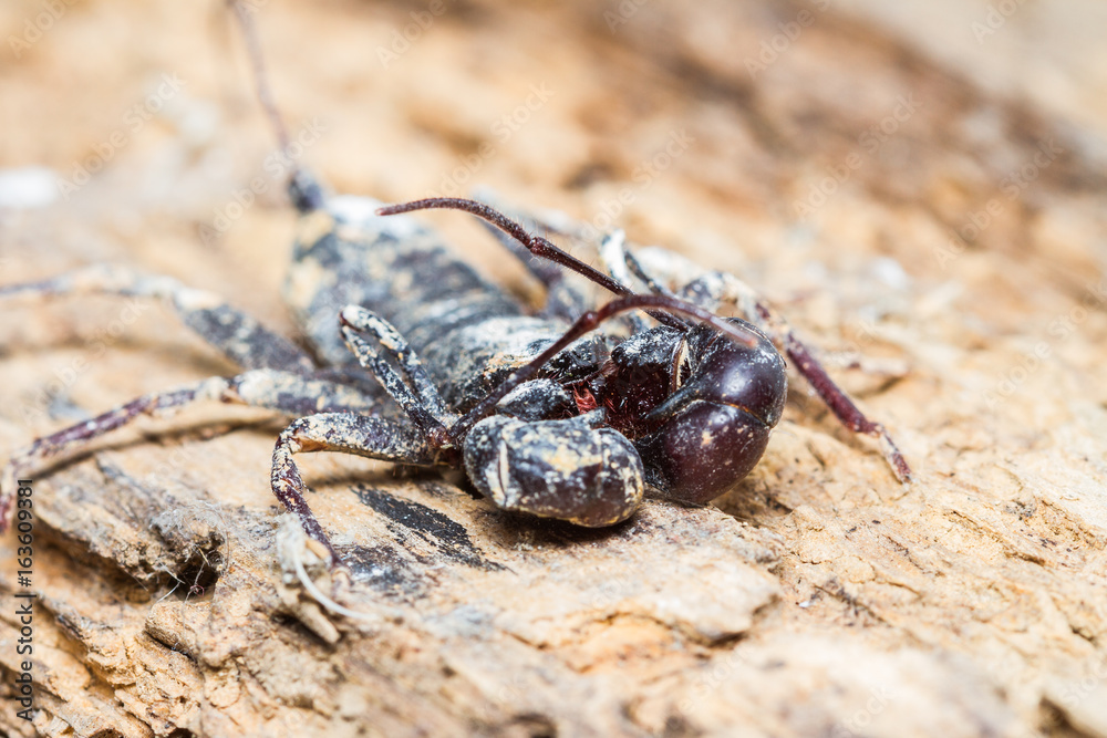 Close up of Whip scorpion on wooden tree background