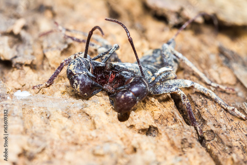 Close up of Whip scorpion on wooden tree background