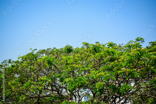 Big tree leave and branch with clean sky background.conserve world with tree concept.