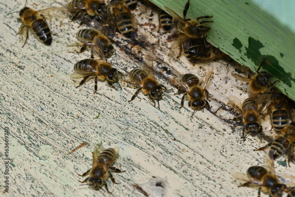 flying bee in the beehive flying bee in the beehive