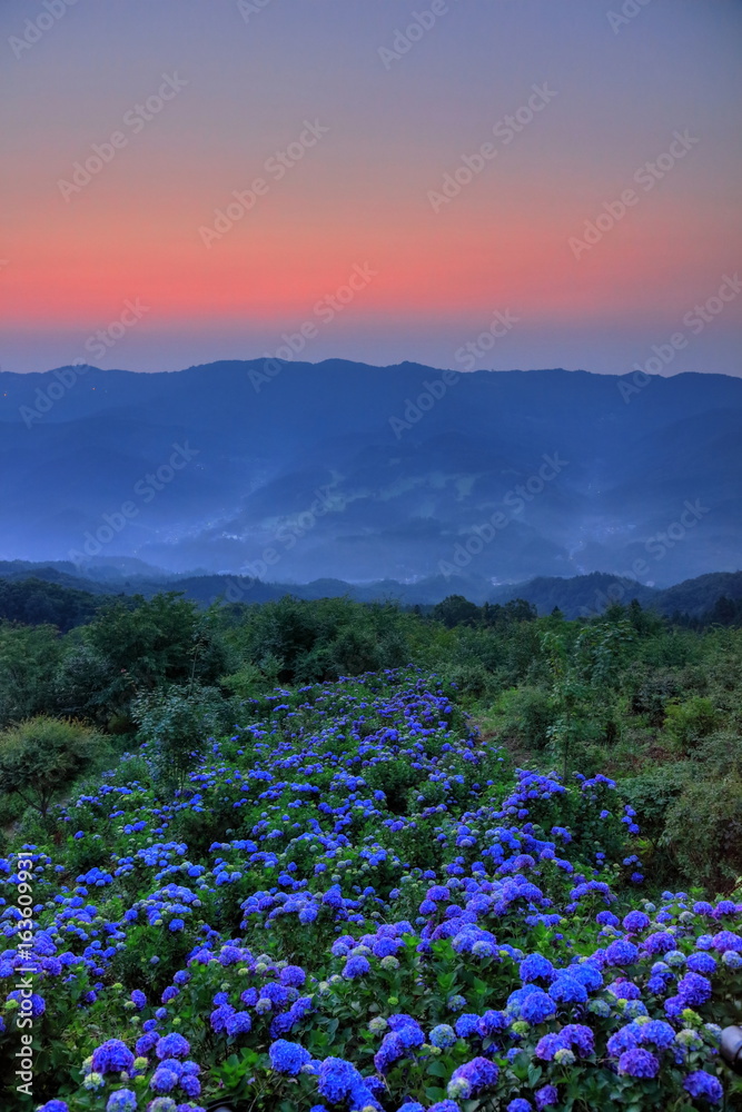 夜明けの紫陽花