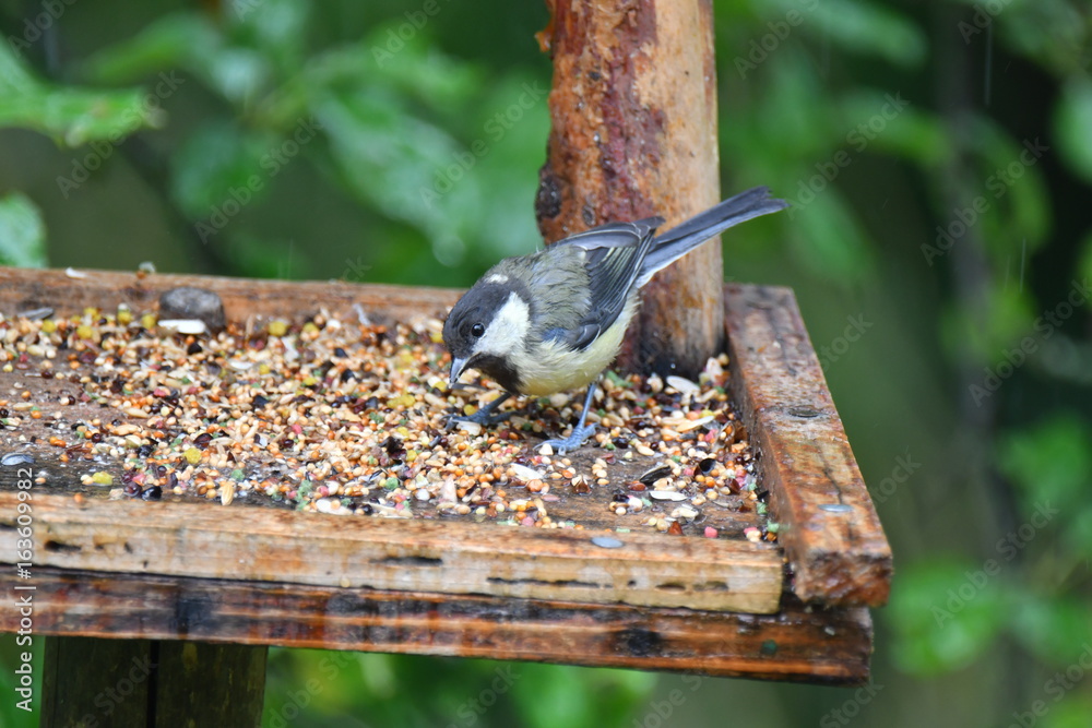 Fototapeta premium blue titmouse take a seeds in the fodder rack