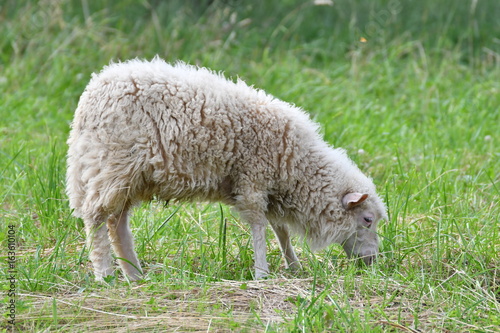 sheep grazing the grass 
