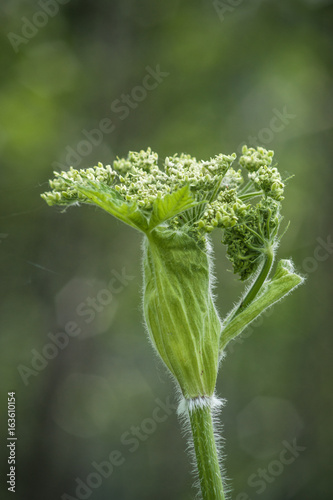 Cow Parsnip (Heracleum lanatum) photo