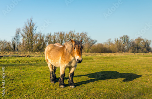 Fotografie Belgian draft horse and its shadow on a sunny day in wintertime
