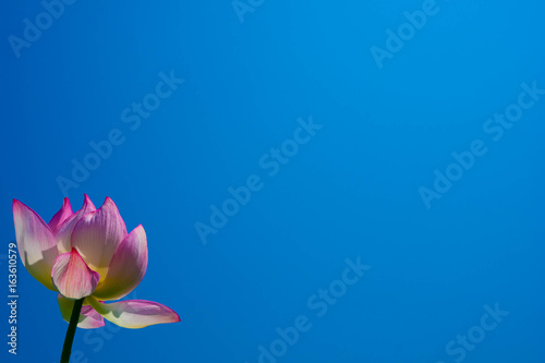青空と蓮の花