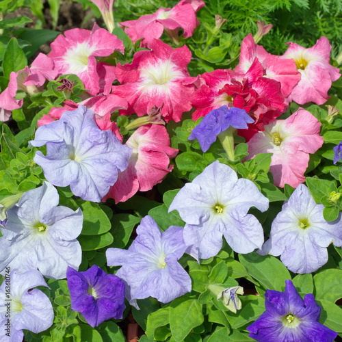 Colorful Petunia flowers in garden