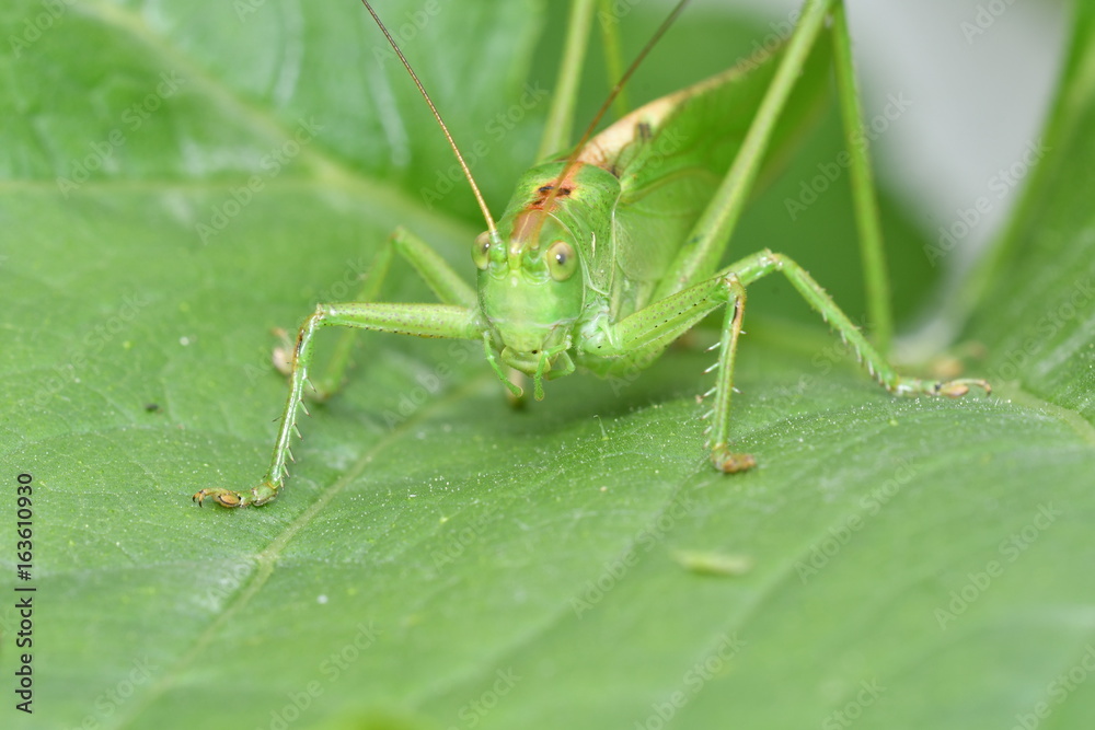 grasshoppers bug insects on the grass