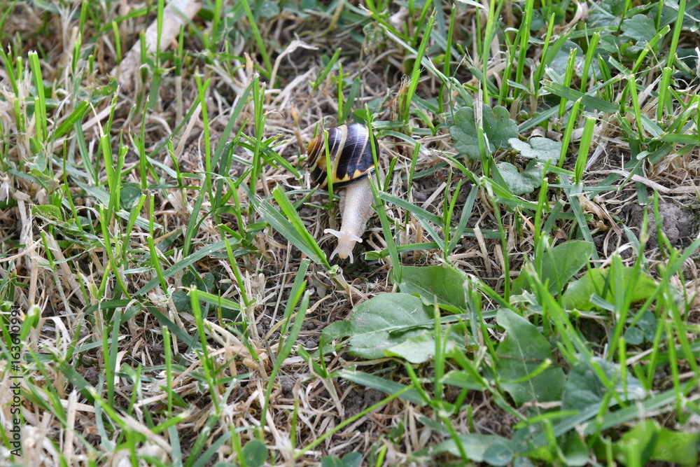 Fototapeta premium snails on the grass