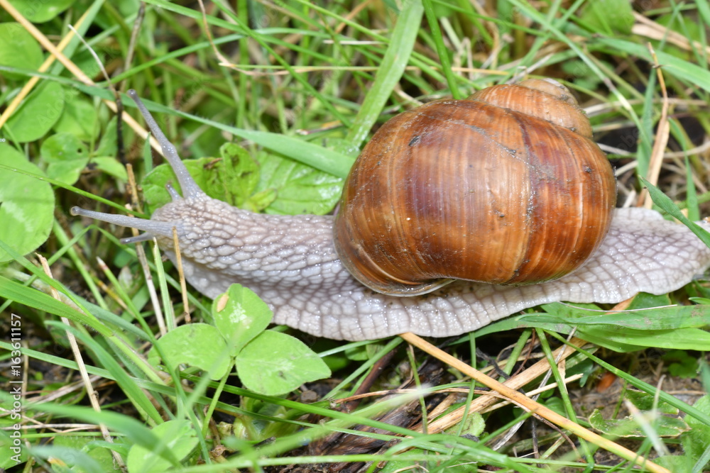 snails walking on the grass snails walking on the grass