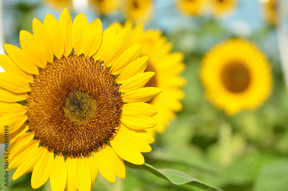 Yellow Sunflower field